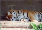 My favorite sobject again: Napping tigers - Daddy Tiger of Hagenbeck Zoo...