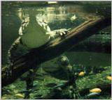 Slender-snouted Croc under water
