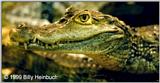 Spectacled Caiman #2  C.c.crocodilus