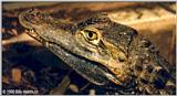 Spectacled Caiman  ( C.c.crocodilus )