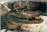 Spectacled Caiman (C.c.crocodilus) 2