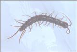 centipede or millipede?