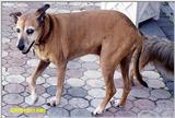 Cero, my old blind dog. File 1 of 2 - Cero1.jpg (1/1)