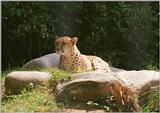 Getting comfortable with Coolscan settings - Late night scan - Cheetah in Wilhelma Zoo