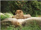 Cheetah profile from Wilhelma Zoo - this guy did enjoy the heat