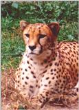 Cheeta Profile
