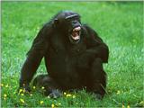 Chimpanzee yawning