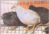 Chinese Painted (Button) Quail