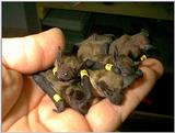 baby bats--big brown 2-3 wks.
