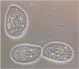 Protozoa series - REPOST #4 - The Ciliate Family - new scans coming soon