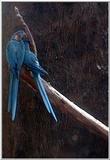 Cinti Zoo - Blue Throat Macaws: Blue-throated macaw (Ara glaucogularis)