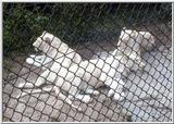 Cinti Zoo - White Lions