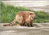 For those who love loooong tails - Coati cutie at Hagenbeck Zoo