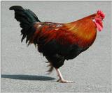 cock 1