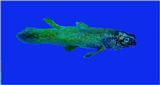Coelacanth J01-Closeup.jpg [1/1]