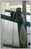 Toledo Zoo pics - Colobus monkey