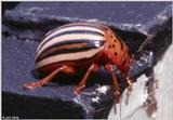 Colorado Potato Beetle (Leptinoarsa decimlineata)