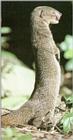 Indian Grey Mongoose standing - Mongoose J01.jpg [01/01]