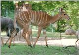 Hannover Zoo - The Nyala family - The youngster going for a walk