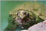 Snapping Turtle 1