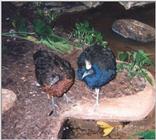 Pheasants: Congo Peafowl - Congo peafowl (Afropavo congensis)