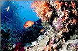 Australian Coral Reef 1/1 jpg