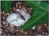 Corn snake (Elaphe guttata guttata) Hatching from Egg 2