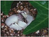 Corn snake (Elaphe guttata guttata) Hatching from Egg 3