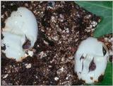 Corn snake (Elaphe guttata guttata) Hatching from Egg 4