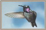 Hummingbird - Costa's