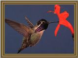 Costa's Hummingbird (12)
