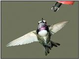 Hummingbird - Costa's Hummingbird 14
