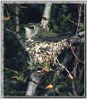Hummingbird - Costa's (female)
