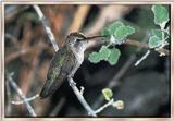 Hummingbird - Costa's (Female)