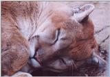 sleepy cougar1