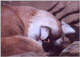 sleepy cougar2