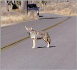 California souvenirs - New scans - Coyote in Joshua Tree State Park