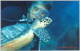 A great photo of turtle and diver in Cozumel