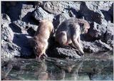 Crab-eating macaques - Macaques.jpg