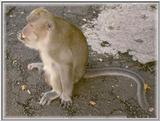 Monkeys - Monkey3-BW 62KB.jpg - File 04 of 10 - Crab-eating Macaque