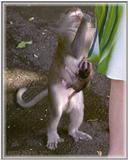 Monkeys - Monkey8-BW 67KB.jpg - File 09 of 10 - Crab-eating Macaques