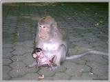 Monkeys - Monkey9-BW 200KB.jpg - File 10 of 10 - Crab-eating Macaques