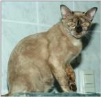 Tortie Burmese Cat (8 months) 2/2