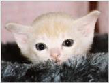Cream Burmese Kitten
