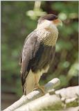 Recovering from hard disk problems - here's Crested Caracara #2, full body shot