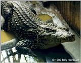Cuban Crocodile  ( Crocodylus rhombifer )