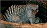 Critter --> Banded Mongoose (Mungos mungo)