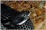Dark Phase Timber Rattle snake
