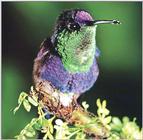 Hummingbirds - crowned woodynymph hummingbird