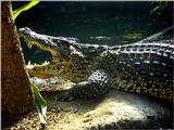 Cuban Croc - Cuban crocodile (Crocodylus rhombifer)